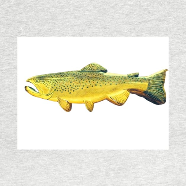 Brown trout fish by Matt Starr Fine Art